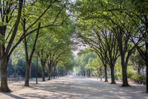 Avenue de la Bourdonnais III